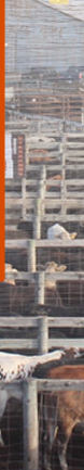 Western Livestock Auctions