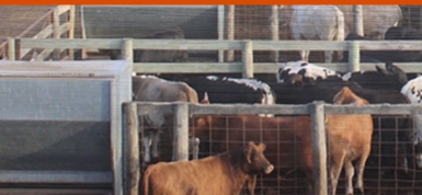 Western Livestock Commission and Order Buying Company