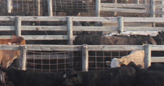 Western Livestock Commission and Order Buying Company